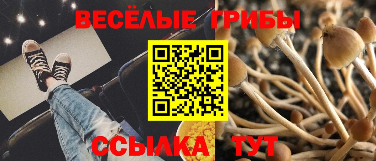 Псилоцибиновые грибы Cubensis Пугачёв